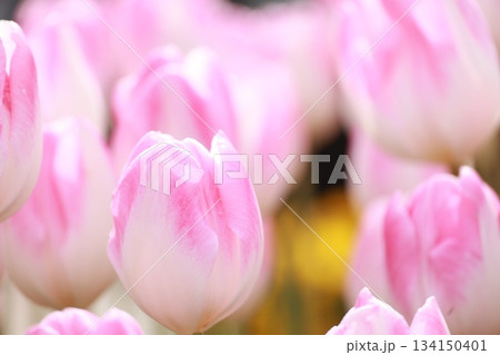 淡い光に包まれたピンクと白のチューリップ 134150401