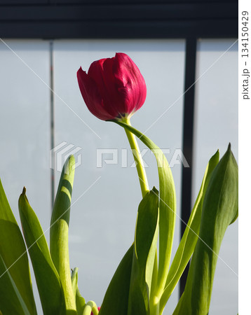 Red tulip blooming in spring sunlight, prague Red tulip blooming in spring sunlight, prague 134150429
