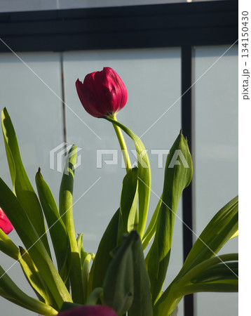 Red tulip blooming near window in prague, celebrating spring and easter Red tulip blooming near window in prague, celebrating spring and easter 134150430