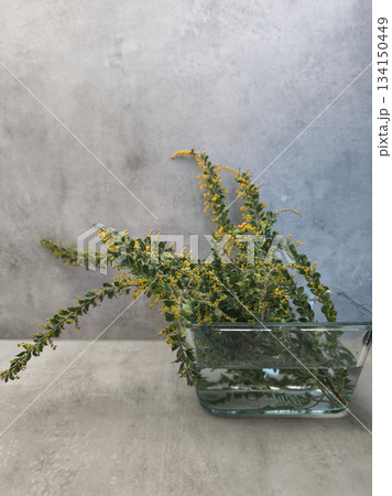 Sprigs of mimosa flowers resting in glass vase on gray background copy space Sprigs of mimosa flowers resting in glass vase on gray background copy space 134150449
