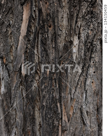 Close up of rough tree bark texture in prague stromovka park Close up of rough tree bark texture in prague stromovka park 134150459