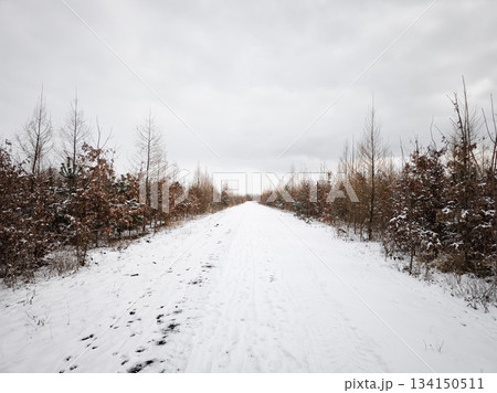 Winter road through barren trees 134150511
