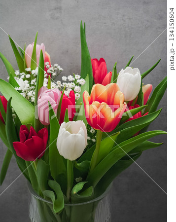 Colorful tulips blooming in glass vase, romantic valentine's gift representing czech spring charm Colorful tulips blooming in glass vase, romantic valentine's gift representing czech spring charm 134150604