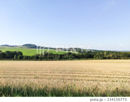 Harvested wheat field dominating czech countryside landscape in divisov Trail of the Knight Harvested wheat field dominating czech countryside landscape in divisov Trail of the Knight 134150773