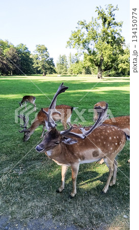 Fallow deer grazing in blatna castle park, czechia in august 134150774