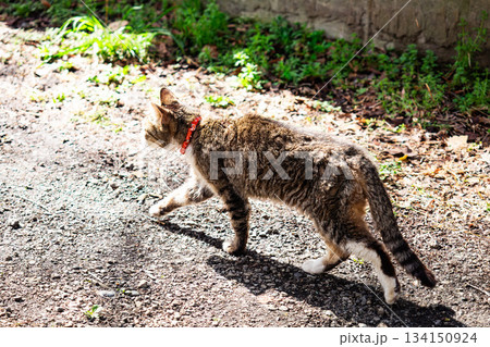 春の日差しの中の猫 春の日差しの中の猫 134150924