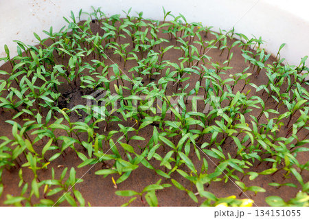 Close-Up of Young Green Seedlings Growing in Soil Close-Up of Young Green Seedlings Growing in Soil 134151055