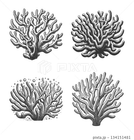 Coral Reef engraving set raster collection 134151481