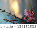 春を告げる光の粒子：水辺に咲く河津桜 134151538