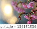 春を告げる太陽の抱擁：光に溶け合う河津桜 134151539