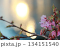 きらめく水面に光を宿す河津桜 134151540