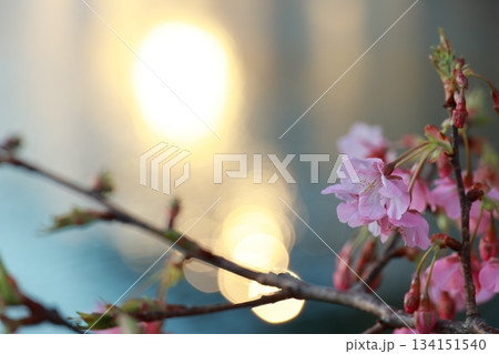 きらめく水面に光を宿す河津桜 134151540