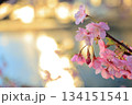 光に満ちる早春の息吹：白い河津桜を見上げる 134151541