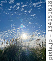逆光に輝くススキと広がる青空とうろこ雲 134151618