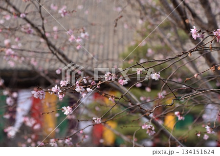 咲き始めた寒桜 咲き始めた寒桜 134151624