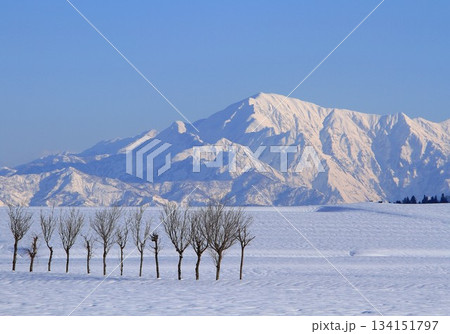 雪原のハサ木・雪山の越後駒ヶ岳 雪原のハサ木・雪山の越後駒ヶ岳 134151797