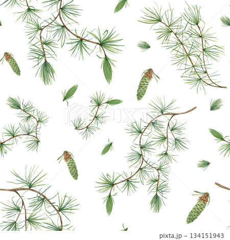 European Larch branch with soft green needles and young cones watercolor seamless pattern on isolated background. Larix tree illustration. Winter botanical ornate for textile prints, stationery. 134151943