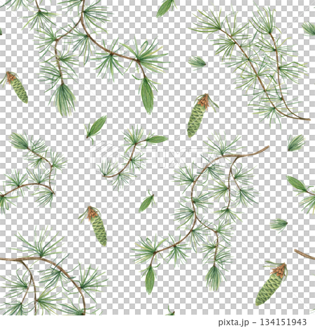 European Larch branch with soft green needles and young cones watercolor seamless pattern on isolated background. Larix tree illustration. Winter botanical ornate for textile prints, stationery. 134151943
