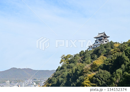 天守閣と紅葉（犬山城） 134152374