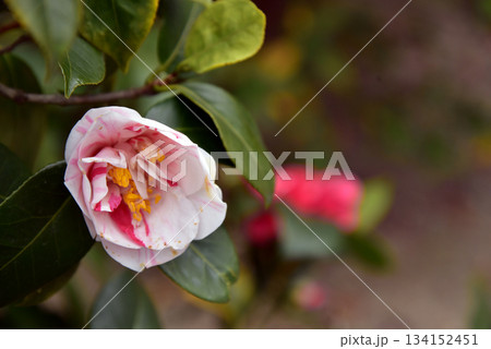 美しい椿の花 134152451