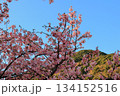 青空を彩る命の輝き：山を背に咲く河津桜 134152516