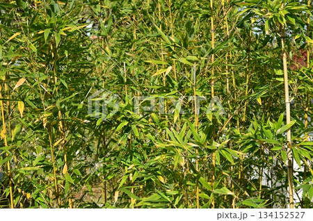 トウチク（イネ科）トウチク属 134152527