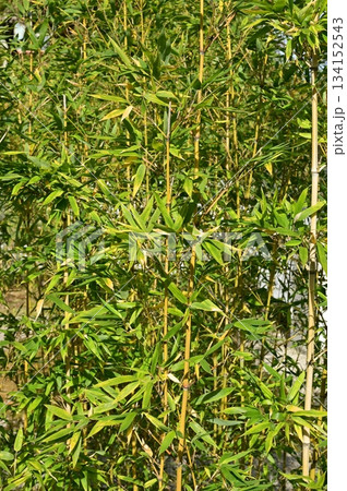 トウチク（イネ科）トウチク属 134152543