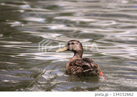 Wild nice brown bird female duck floating in bright lit by sun clear sparkling pond or lake water. 134152662