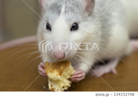 White domestic rat eating bread. Pet animal at home. 134152706
