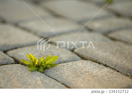 Weed plants growing between concrete pavement bricks. 134152712