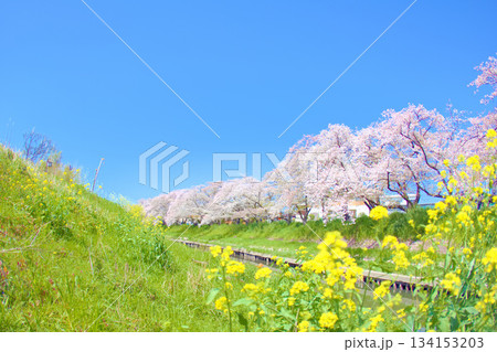 [愛知県]岩倉市の五条川桜並木 134153203