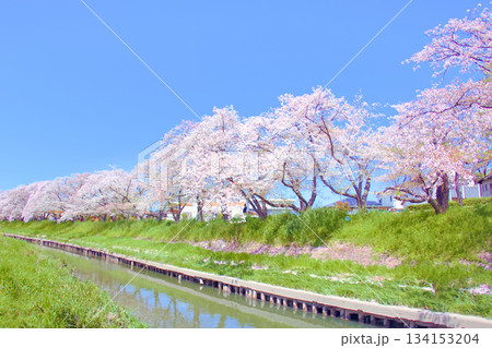 [愛知県]岩倉市の五条川桜並木 134153204