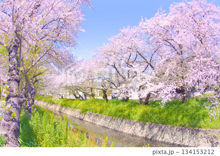 [愛知県]岩倉市の五条川桜並木 134153212