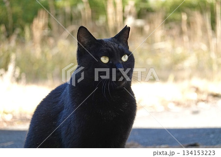 美しい雌の黒猫 美しい雌の黒猫 134153223