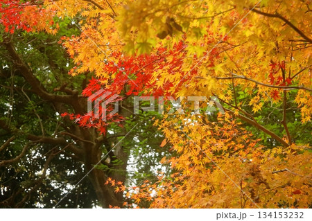 紅葉したモミジ 紅葉したモミジ 134153232