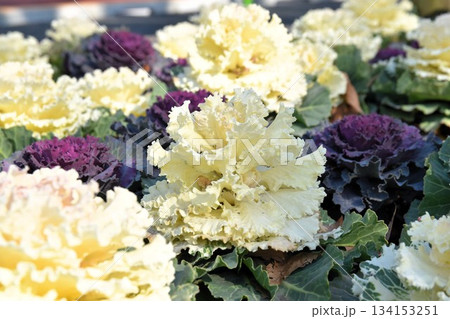 冬を彩る葉牡丹の寄せ植え・紫と白のグラデーション 冬を彩る葉牡丹の寄せ植え・紫と白のグラデーション 134153251