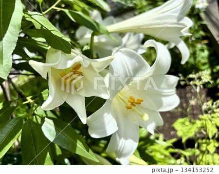 初夏に咲く白いユリの花・テッポウユリのクローズアップ 134153252