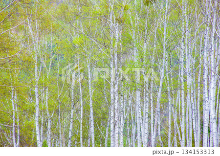 白樺林 白樺林 134153313