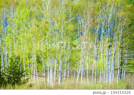 白樺林 白樺林 134153320