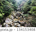 屋久島の原生林・苔むした岩と清流が流れる緑の森 134153408