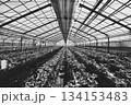 モノクロのビニールハウス・幾何学的な骨組みと並ぶイチゴ苗 134153483