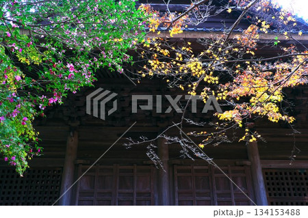 秋の鎌倉　妙本寺祖師堂　散りかけたモミジと満開のサザンカ 134153488