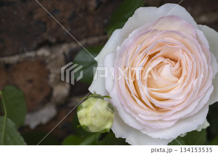柔らかな色合いのイングリッシュローズとレンガの壁 柔らかな色合いのイングリッシュローズとレンガの壁 134153535