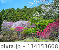 最明寺史跡公園に八重桜など春の花が満期に咲いている風景 134153608