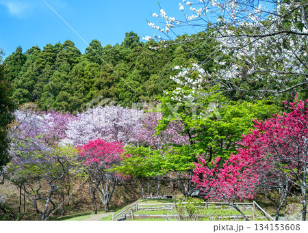 最明寺史跡公園に八重桜など春の花が満期に咲いている風景 134153608