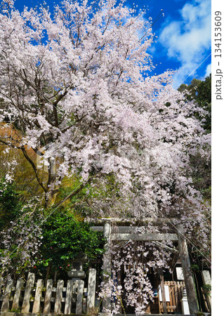 京都 大豊神社 美しい桜(京都府京都市左京区) 京都 大豊神社 美しい桜(京都府京都市左京区) 134153609