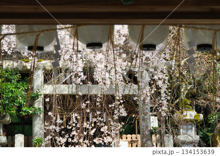 京都 大豊神社 美しい桜(京都府京都市左京区) 京都 大豊神社 美しい桜(京都府京都市左京区) 134153639