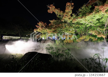 紅葉のライトアップ 紅葉のライトアップ 134153667