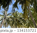 青空にそびえるヤシの木・南国リゾートの爽やかな風景 134153721