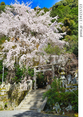 京都 大豊神社 美しい桜(京都府京都市左京区) 京都 大豊神社 美しい桜(京都府京都市左京区) 134153723